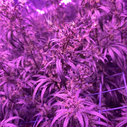 Lambs Clone growlog timeline photo