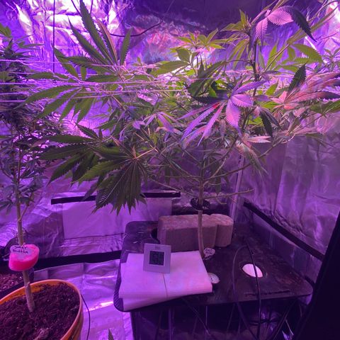 DWC Sweet Buddha growlog timeline photo
