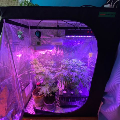 DWC Sweet Buddha growlog timeline photo