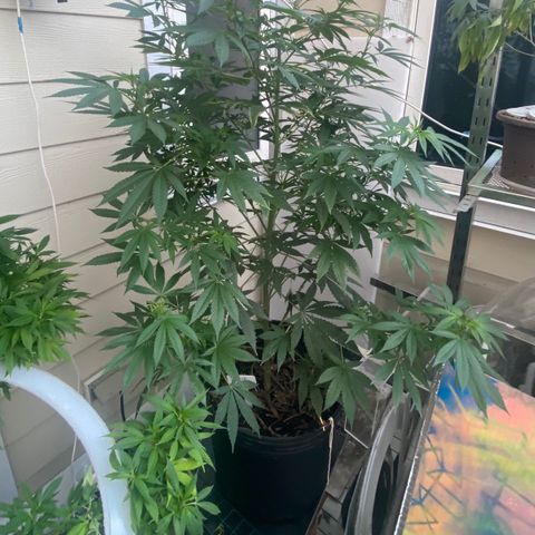 Sour Diesel growlog timeline photo