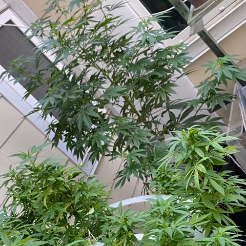 Sour Diesel growlog timeline photo