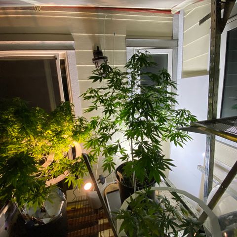 Sour Diesel growlog timeline photo