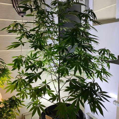 Sour Diesel growlog timeline photo