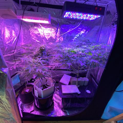 DWC Sweet Buddha growlog timeline photo