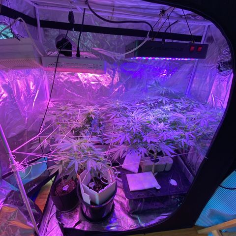 DWC Sweet Buddha growlog timeline photo