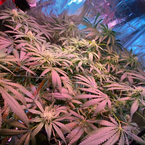 DWC Sweet Buddha growlog timeline photo