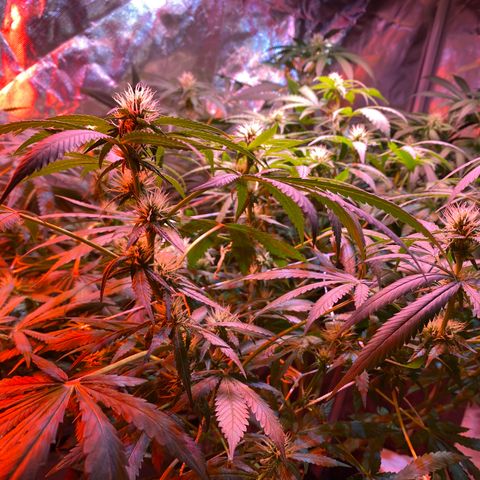DWC Sweet Buddha growlog timeline photo