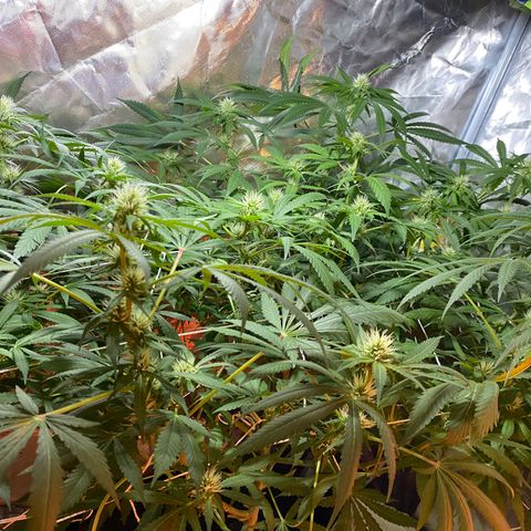 DWC Sweet Buddha growlog timeline photo