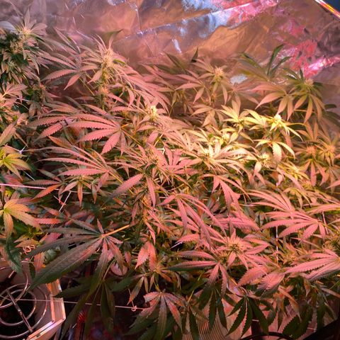 DWC Sweet Buddha growlog timeline photo