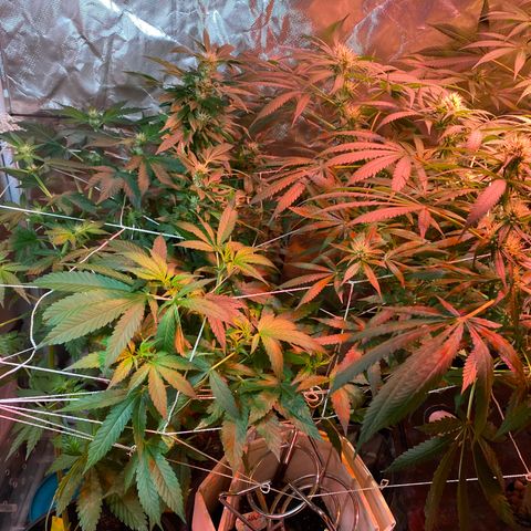 DWC Sweet Buddha growlog timeline photo