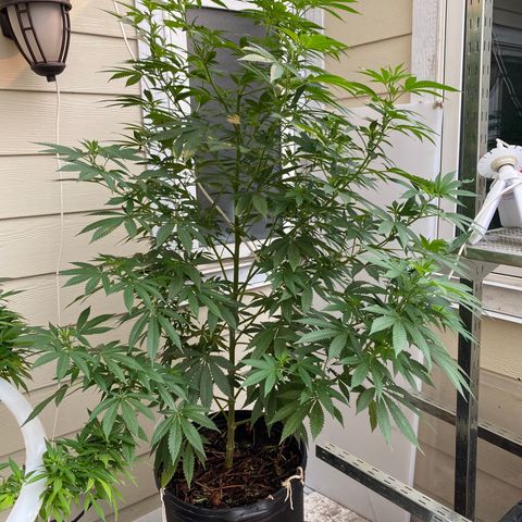 Sour Diesel growlog timeline photo