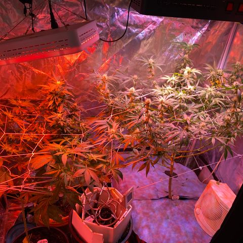 DWC Sweet Buddha growlog photo: Defoilage 