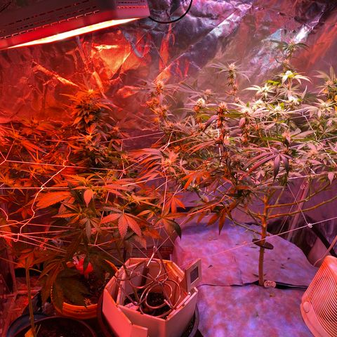 DWC Sweet Buddha growlog photo: Defoilage 