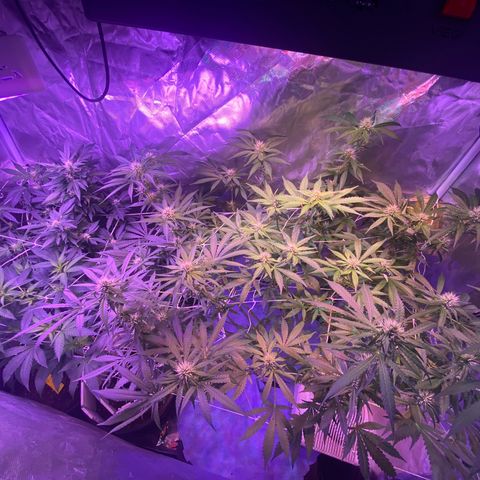 DWC Sweet Buddha growlog timeline photo