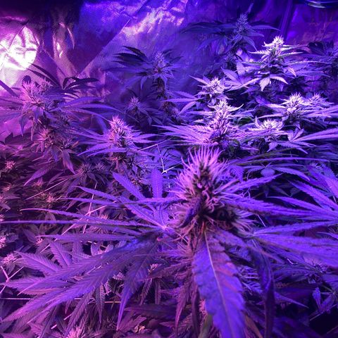 DWC Sweet Buddha growlog timeline photo