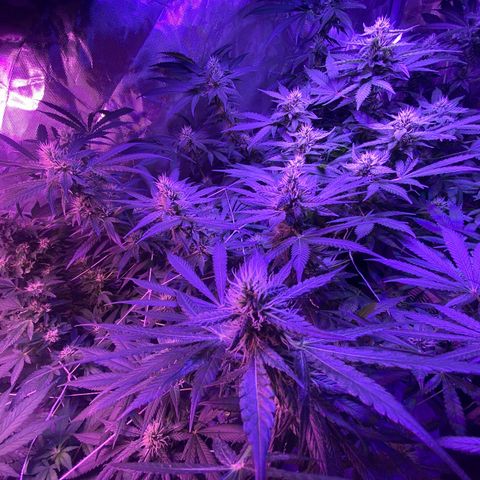DWC Sweet Buddha growlog timeline photo
