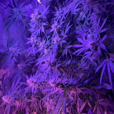 DWC Sweet Buddha growlog timeline photo