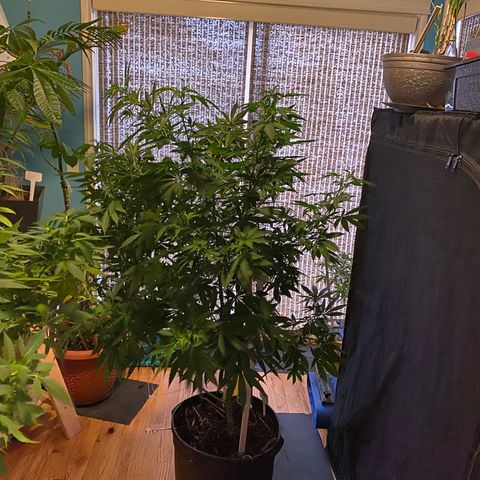 Sour Diesel growlog timeline photo
