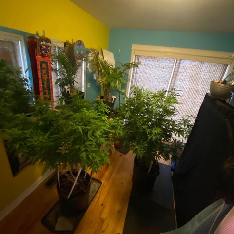 Sour Diesel growlog timeline photo