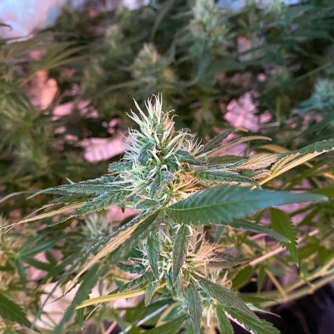 DWC Sweet Buddha growlog timeline photo