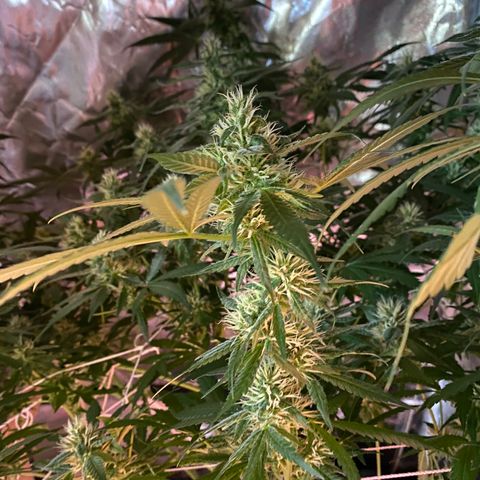 DWC Sweet Buddha growlog timeline photo