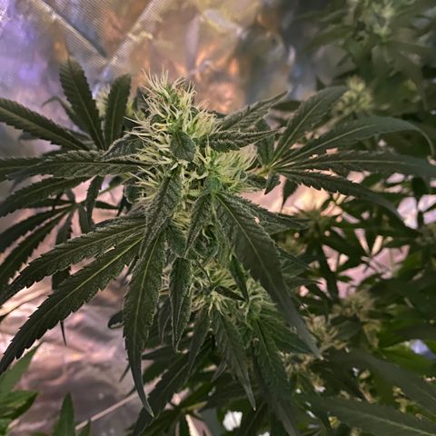 DWC Sweet Buddha growlog timeline photo