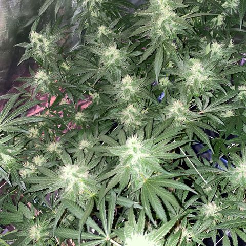 DWC Sweet Buddha growlog timeline photo