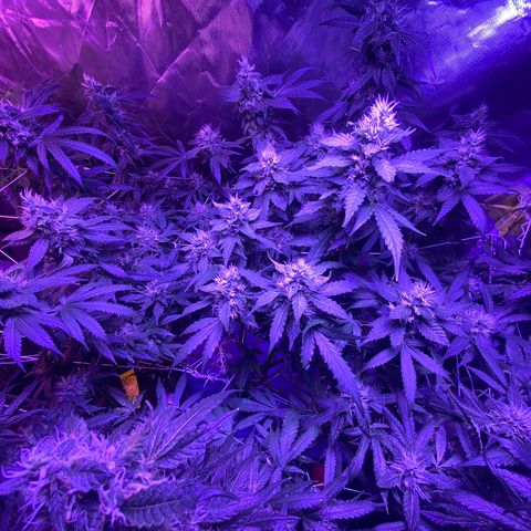 DWC Sweet Buddha growlog timeline photo