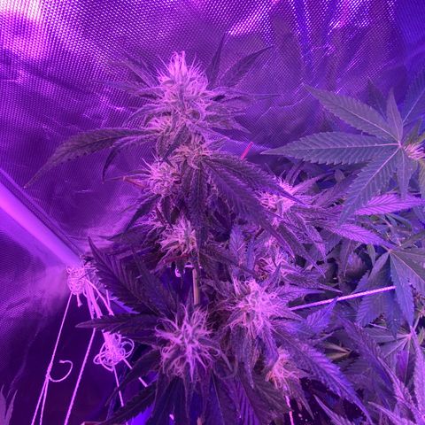 DWC Sweet Buddha growlog timeline photo