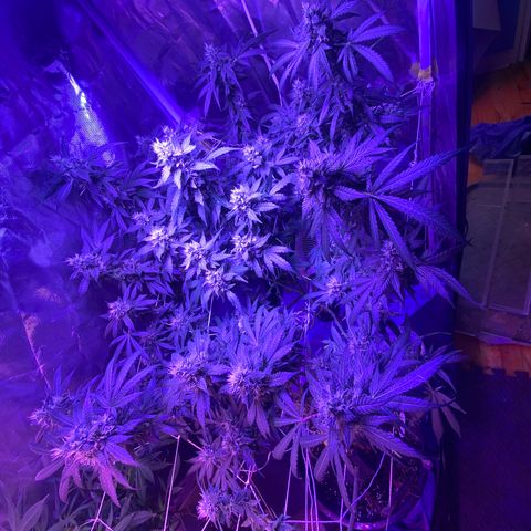 DWC Sweet Buddha growlog timeline photo