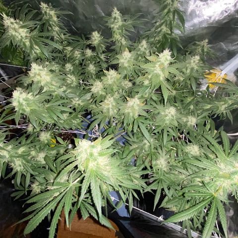 DWC Sweet Buddha growlog timeline photo