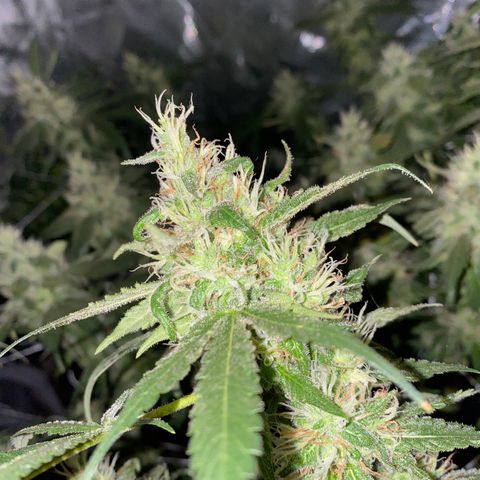 DWC Sweet Buddha growlog timeline photo