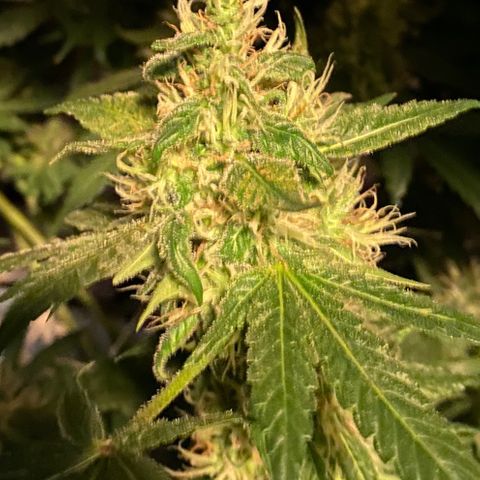 DWC Sweet Buddha growlog timeline photo