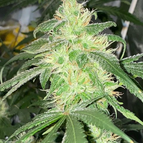 DWC Sweet Buddha growlog timeline photo