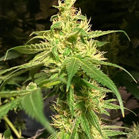 DWC Sweet Buddha growlog timeline photo