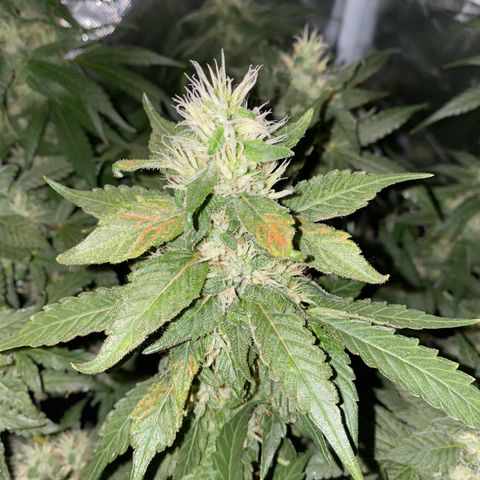 DWC Sweet Buddha growlog timeline photo