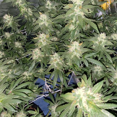 DWC Sweet Buddha growlog timeline photo
