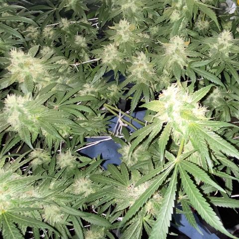 DWC Sweet Buddha growlog timeline photo