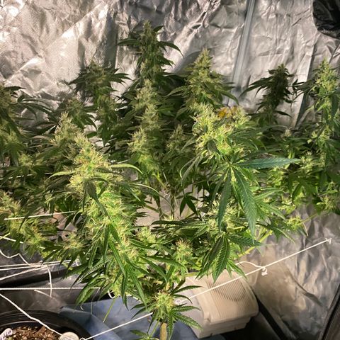 DWC Sweet Buddha growlog timeline photo