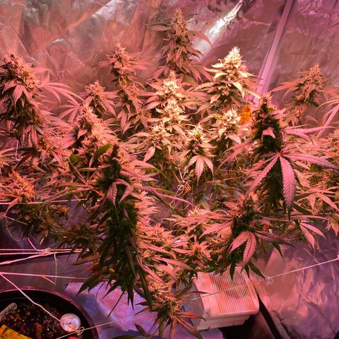 DWC Sweet Buddha growlog timeline photo