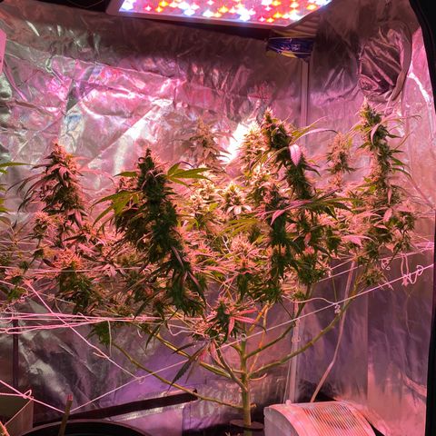 DWC Sweet Buddha growlog timeline photo