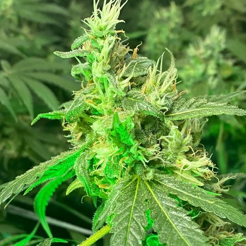 DWC Sweet Buddha growlog timeline photo