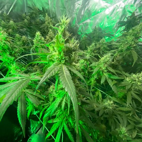 DWC Sweet Buddha growlog timeline photo