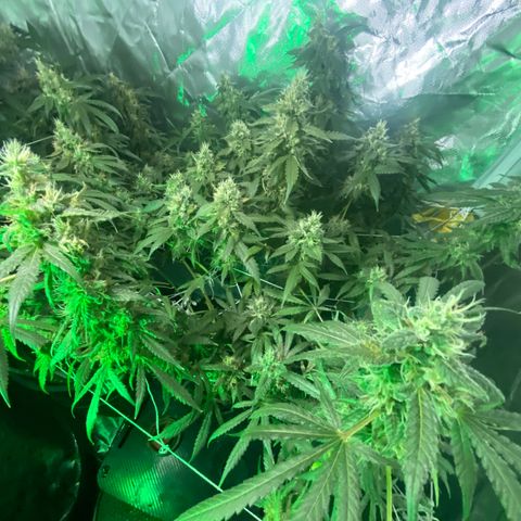 DWC Sweet Buddha growlog timeline photo