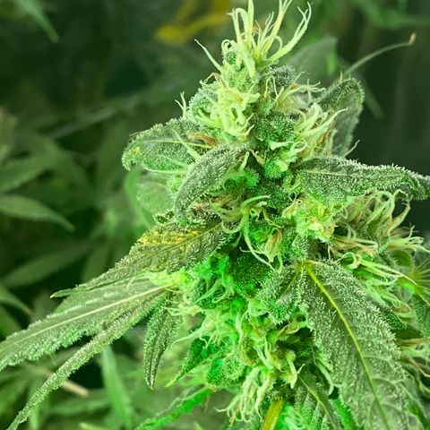 DWC Sweet Buddha growlog timeline photo
