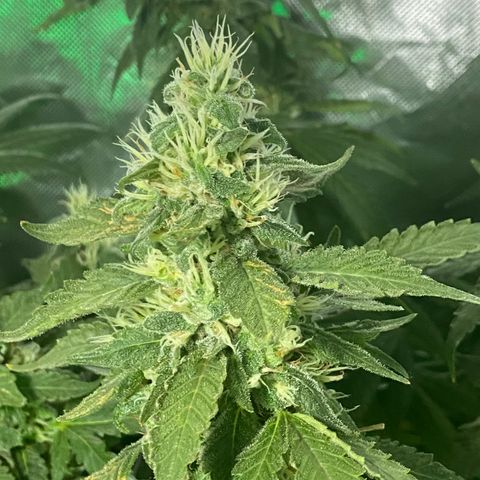 DWC Sweet Buddha growlog timeline photo