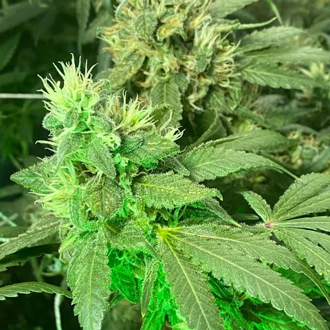 DWC Sweet Buddha growlog timeline photo
