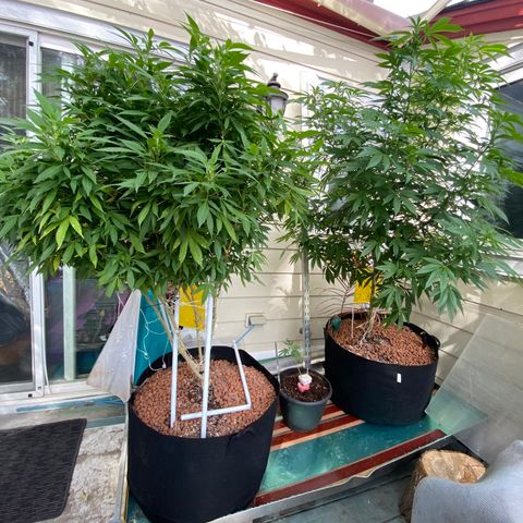 Sour Diesel growlog timeline photo