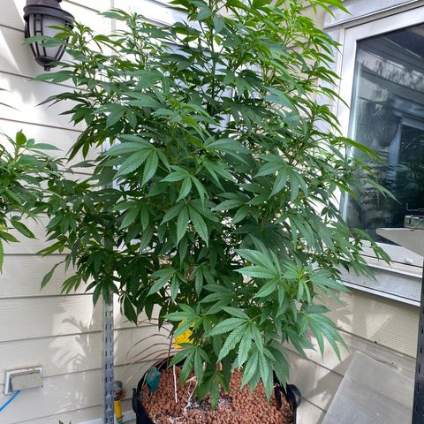 Sour Diesel growlog timeline photo
