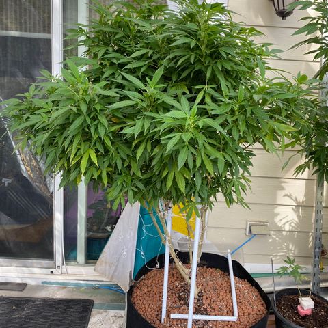 Sour Diesel growlog timeline photo